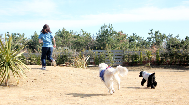 庭を走る犬2頭と人