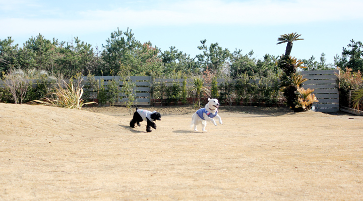2頭の犬が走る写真