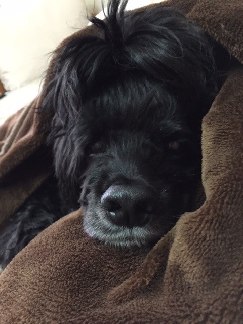 愛犬の 寒さ について考えよう 一般社団法人 盲導犬総合支援センター