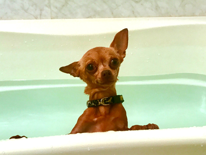 お風呂に入る小型犬の写真