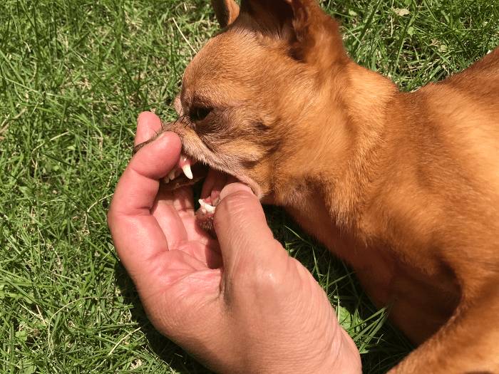 ハズバンダリートレーニング、口の中を触らせてくれる超小型犬の写真