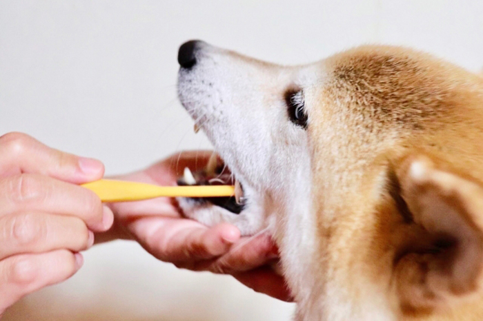 犬の歯磨きの写真