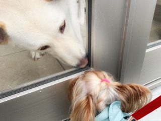 窓越しに見つめ合う犬たちの写真
