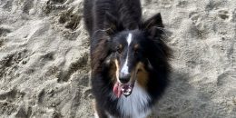 後ろ足強化トレーニング、砂の上を歩く犬の画像