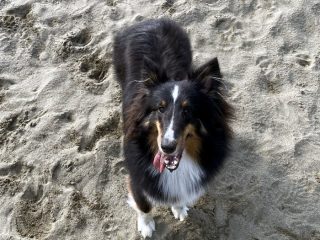 後ろ足強化トレーニング、砂の上を歩く犬の画像