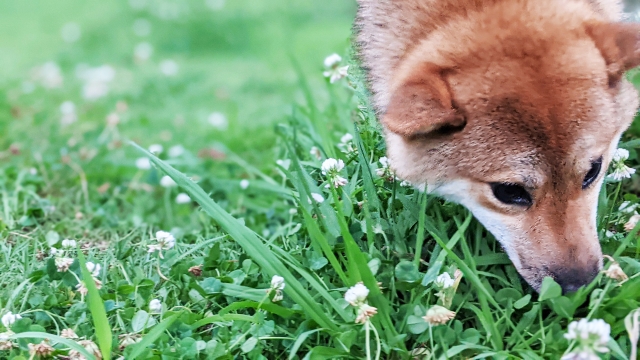 イネ科の植物を嗅ぐ柴犬風の犬
