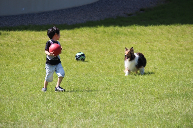 子どもと遊ぶシェルティの画像