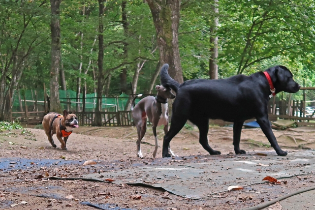 ドッグランで遊ぶ犬たちの画像