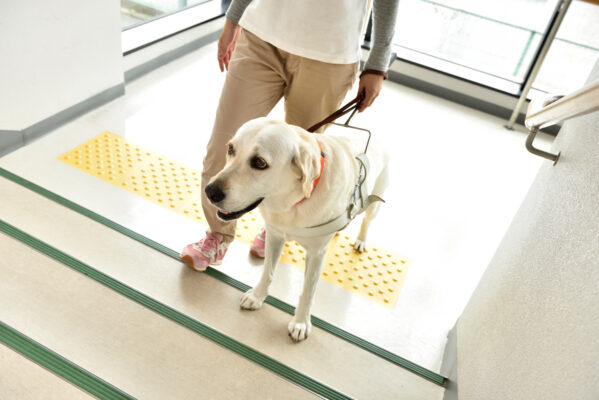 階段を上ろうと前足を掛けるイエローラブと人。犬にはハーネスがついていて、人はハーネスを持っている。
