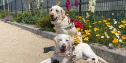 花壇の前に並ぶハーネスを付けたイエローラブ。一頭は座り、もう一頭は伏せている。2頭とも笑顔。