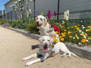 花壇の前に並ぶハーネスを付けたイエローラブ。一頭は座り、もう一頭は伏せている。2頭とも笑顔。