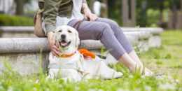 公園らしい芝の広場の一角にある石のベンチに人が座り、足元に盲導犬が伏せている。人の顔は見切れているが、盲導犬はカメラ目線で笑顔。