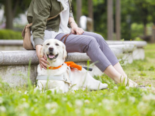 公園らしい芝の広場の一角にある石のベンチに人が座り、足元に盲導犬が伏せている。人の顔は見切れているが、盲導犬はカメラ目線で笑顔。
