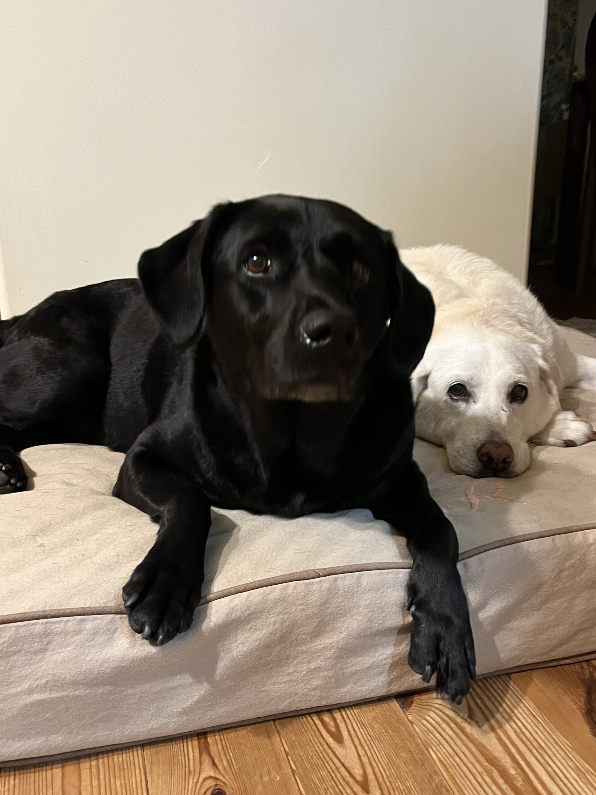 犬用のベッドの上で伏せている2頭のラブラドール。左は黒ラブで身を乗り出していて、右のイエローラブは顎をつけてゆったりとしている。