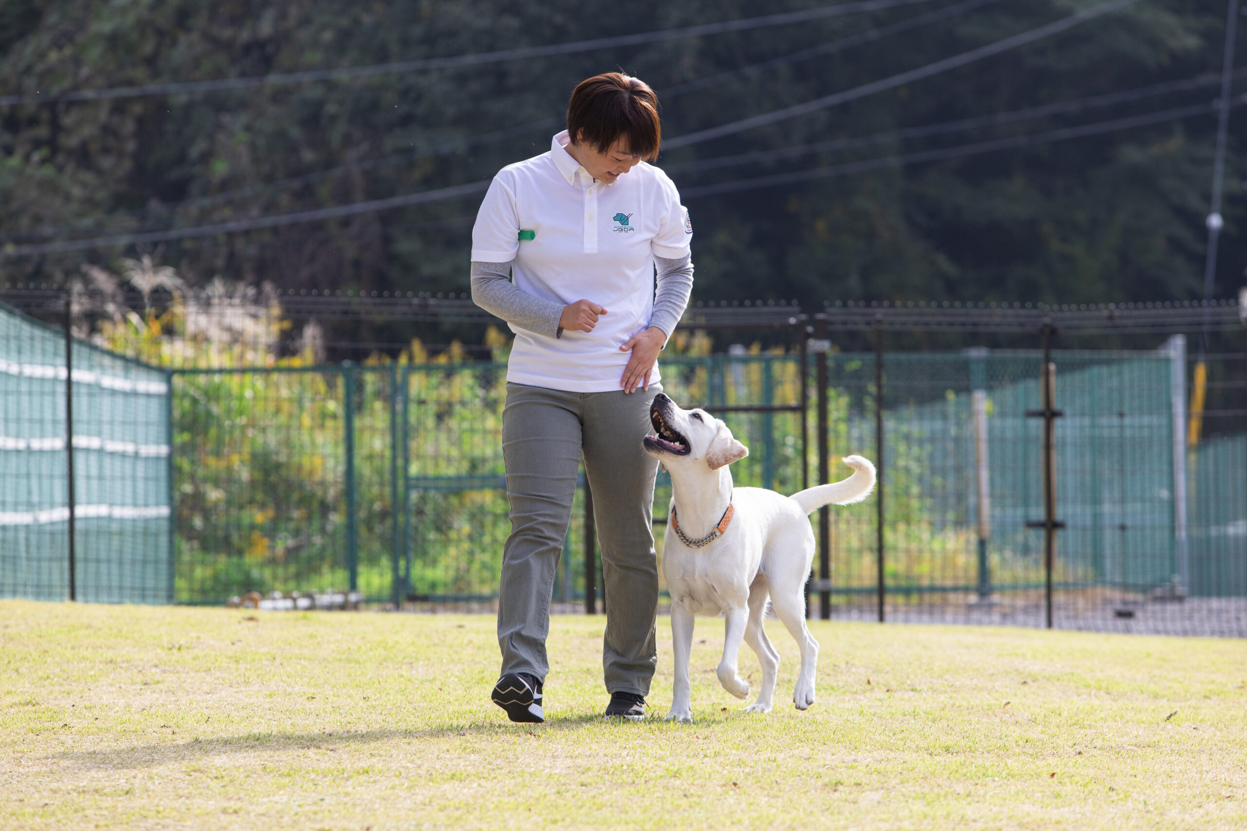 芝生の運動場で訓練するイエローラブ。訓練士の左側にピッタリとつき、カメラの方へ歩いてくる様子。犬は笑顔で尻尾を振り、訓練士と目を合わせながら歩いている。