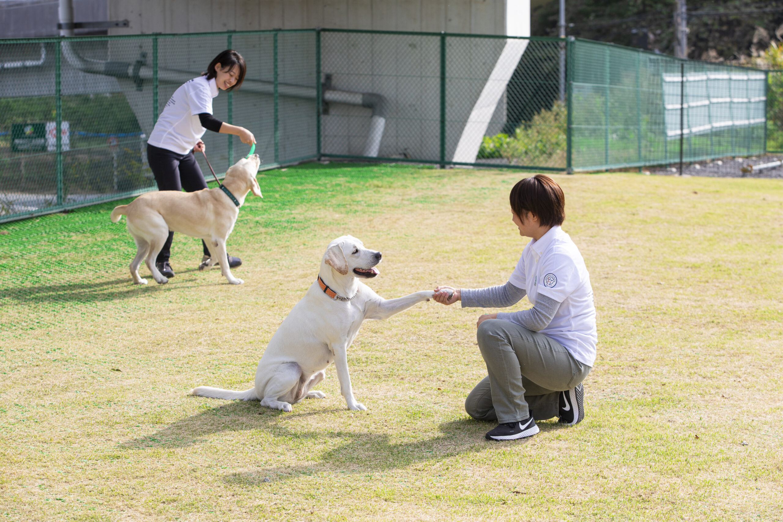芝生の運動場で訓練するイエローラブ。訓練士はしゃがみ、犬も向かい合う形でお座りをしている。左の前足をお手の状態で訓練士に差し出し、訓練士は右てで握手をするように前足を握っている。犬の口が柔らかく開き、笑っているような穏やかな表情。奥には、もう一組訓練中の訓練士と犬が見える。