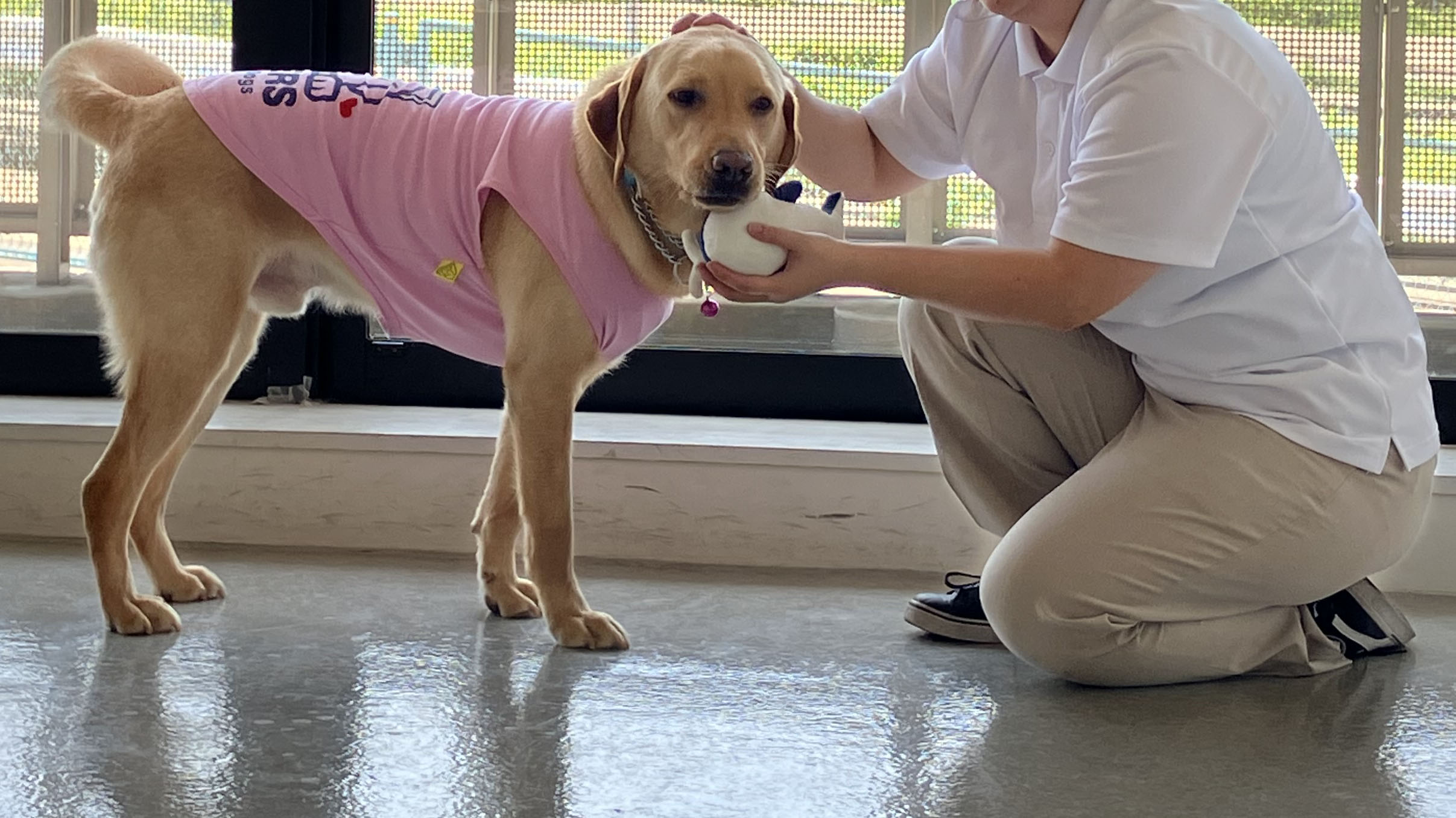 盲導犬と人がおもちゃで遊んでいる様子。犬は白いおもちゃをくわえて持ってきた様子で、人が手を出して受け取っている。
