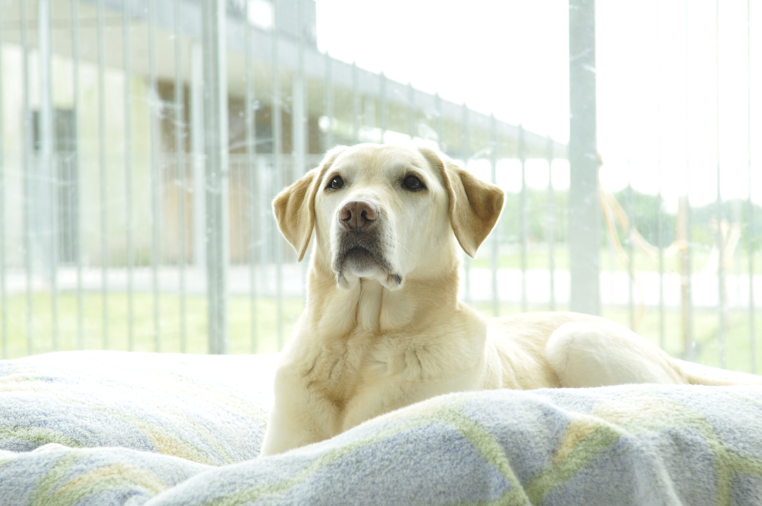 引退犬が生活する施設のベッドで伏せて休んでいるイエローラブ。