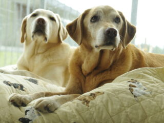 室内のベッドで伏せて休んでいる2頭のイエローラブ。