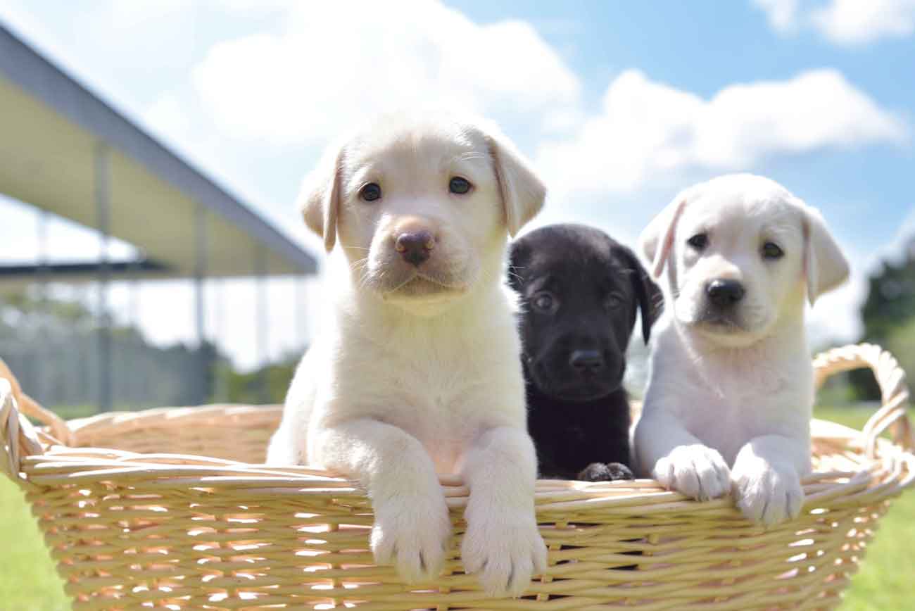 ラブラドールの子犬が3頭、かごに入って前足を乗り出しこちらを見ている。2頭はイエロー、真ん中にブラック。かごが置かれた外は晴れていて、まぶしい日差しの中気持ちよさそうな様子。