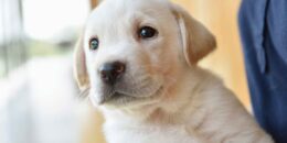 イエローラブの子犬が人にだっこされている。人はほぼ見えず、子犬の顔のアップ。子犬は、遠くにあるものに興味がある様子で、身を乗り出して目を輝かせながら観察している様子。