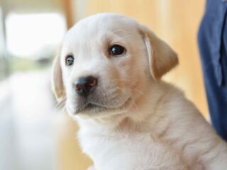 イエローラブの子犬が人にだっこされている。人はほぼ見えず、子犬の顔のアップ。子犬は、遠くにあるものに興味がある様子で、身を乗り出して目を輝かせながら観察している様子。