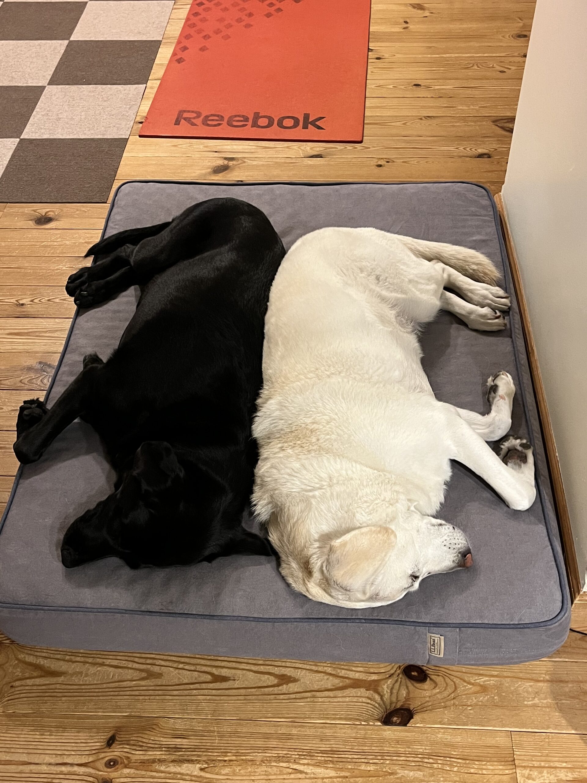 犬用ベッドの上で横になって寝ている2頭のラブラドール。背中をピッタリとくっつけて、左右対称に寝転がっている。