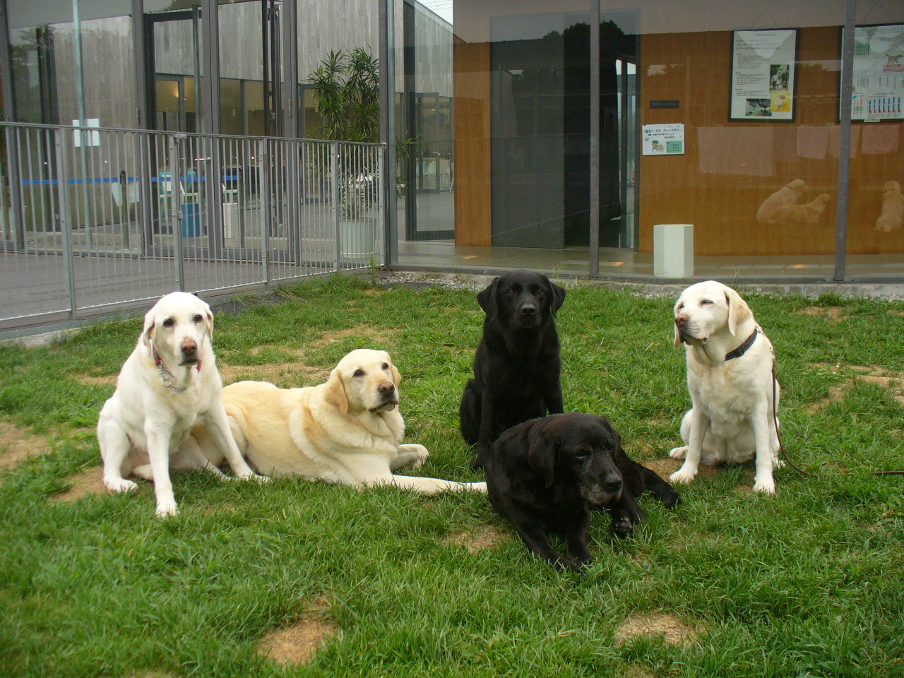 引退した盲導犬が生活する施設の庭で、5頭の引退犬たちが過ごしている様子。ゆったりとした表情で、皆伏せたり座ったり、皆思い思いに休んでいる。