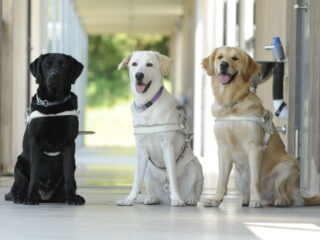 訓練施設の廊下に座る3頭の盲導犬。皆ハーネスをつけて座っている。左からブラックラブ、イエローラブ、ゴールデン。ブラックの子は口を閉じ正面を向いて座り、イエローとゴールデンは口を開けて穏やかな表情。