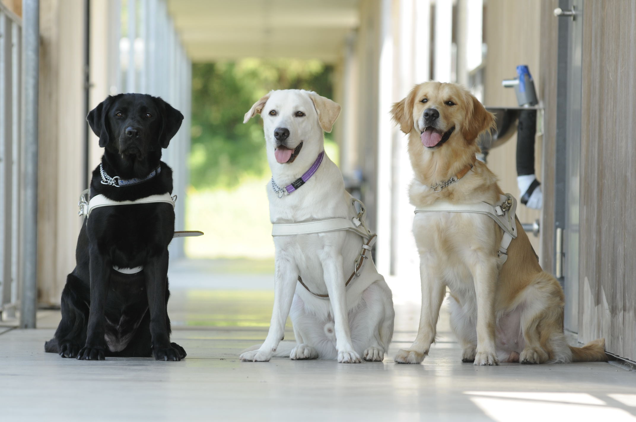 訓練施設の廊下に座る3頭の盲導犬。皆ハーネスをつけて座っている。左からブラックラブ、イエローラブ、ゴールデン。ブラックの子は口を閉じ正面を向いて座り、イエローとゴールデンは口を開けて穏やかな表情。