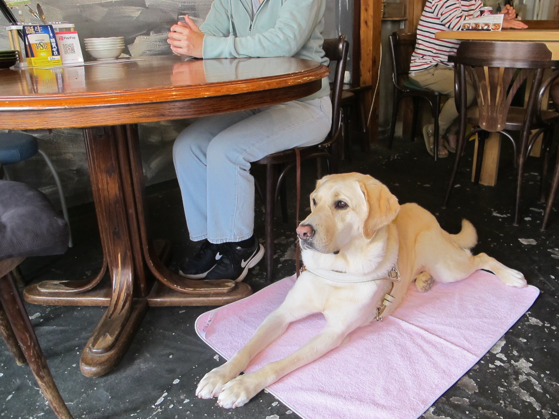 盲導犬ユーザーと盲導犬がカフェで休んでいる。ユーザは丸テーブルの席につき、盲導犬は横で伏せている。盲導犬の下には、薄いピンクの敷物が敷かれている。