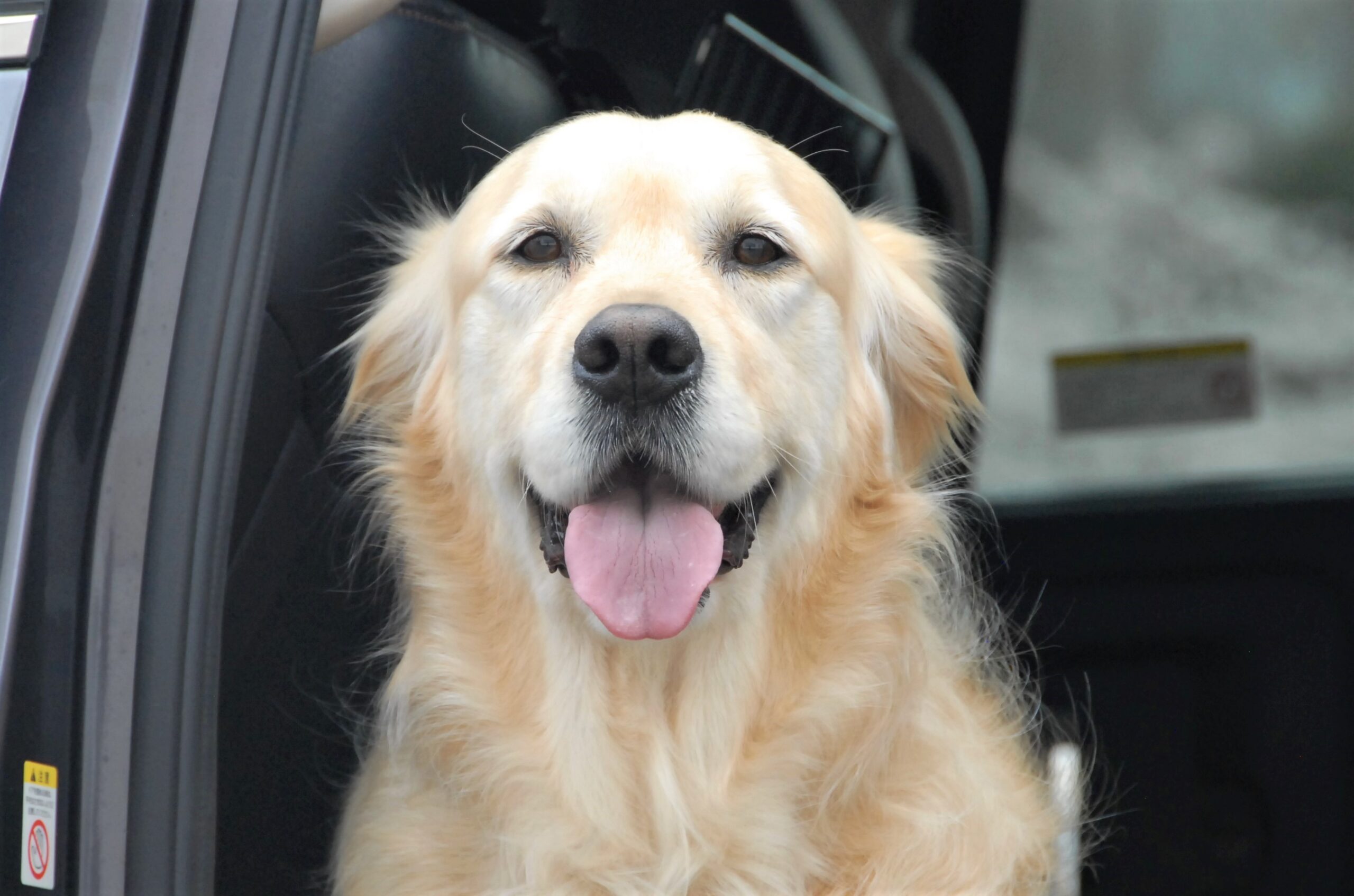 ゴールデンレトリーバーが車の窓から外を覗いている様子。笑顔でカメラ目線。