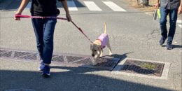 イエローラブと、パピーウォーカーの家族が歩道を歩いている様子。近くで職員が見守っている。網が歌舞せられた排水溝を慎重に乗り越えている。