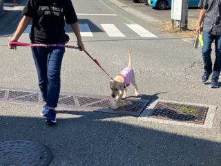 イエローラブと、パピーウォーカーの家族が歩道を歩いている様子。近くで職員が見守っている。網が歌舞せられた排水溝を慎重に乗り越えている。