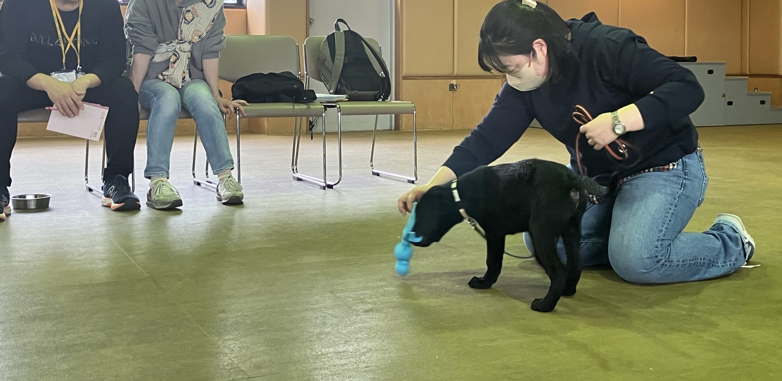 訓練センター内で、子犬との過ごし方についてのレクチャーが行われている様子。職員がしゃがみロープのおもちゃを持って、黒ラブの子犬と遊んでいる。