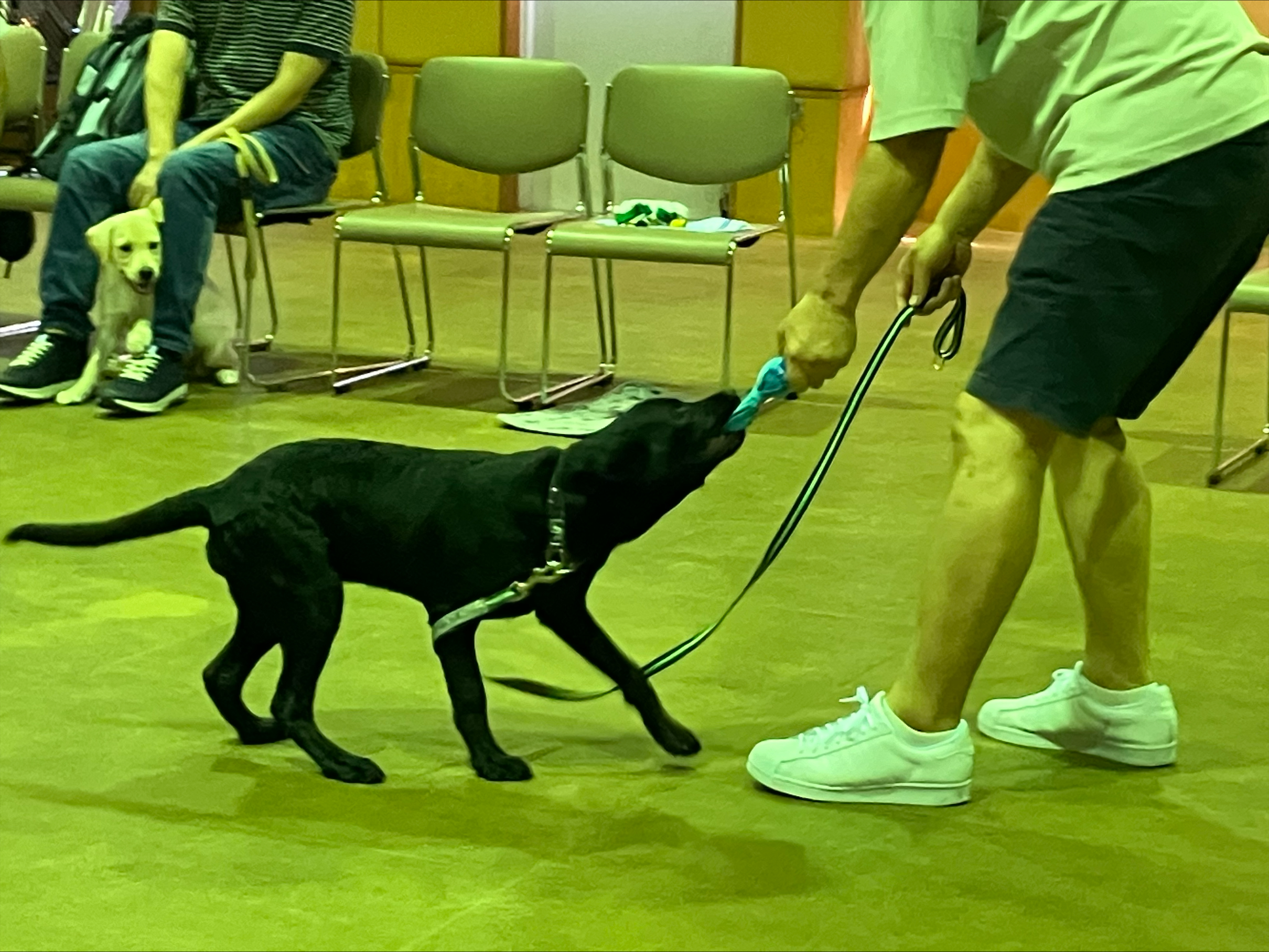 パピーレクチャーの様子。パピーウォーカーの家族がおもちゃと引っ張りっこをしている