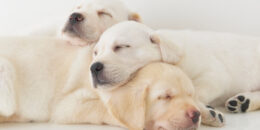 3頭のイエローラブが折り重なって眠っている様子1頭は顔を向かって右に。その子の首や背中に顎を載せるようにして、向かって左に顔を向けた子犬が2頭。どの子も健やかな寝顔。