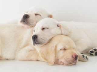 3頭のイエローラブが折り重なって眠っている様子1頭は顔を向かって右に。その子の首や背中に顎を載せるようにして、向かって左に顔を向けた子犬が2頭。どの子も健やかな寝顔。