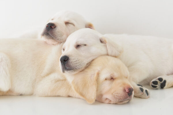 3頭のイエローラブが折り重なって眠っている様子1頭は顔を向かって右に。その子の首や背中に顎を載せるようにして、向かって左に顔を向けた子犬が2頭。どの子も健やかな寝顔。