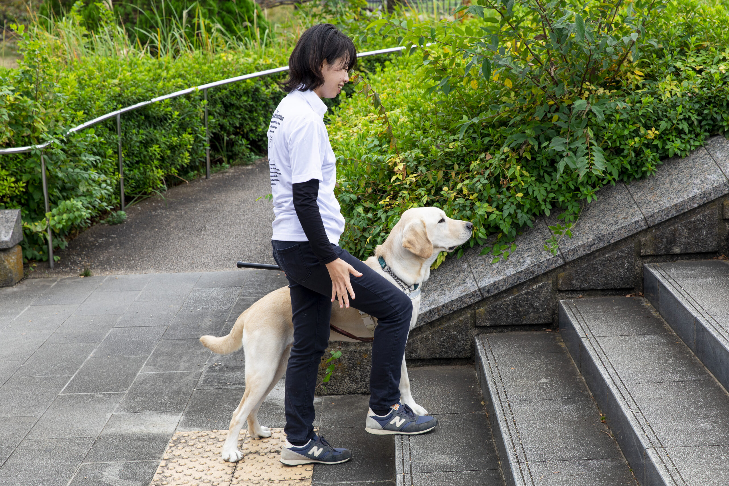 訓練犬と訓練士が街を歩く様子。階段の一段目に前足を載せ、立ち止まっている。段差を知らせる動作を取っている。
