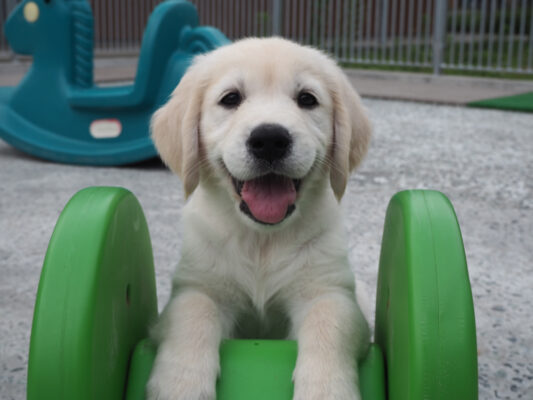 庭で遊ぶゴールデンの子犬。緑色の滑り台に前足を載せ、笑顔でカメラ目線。やんちゃな表情。