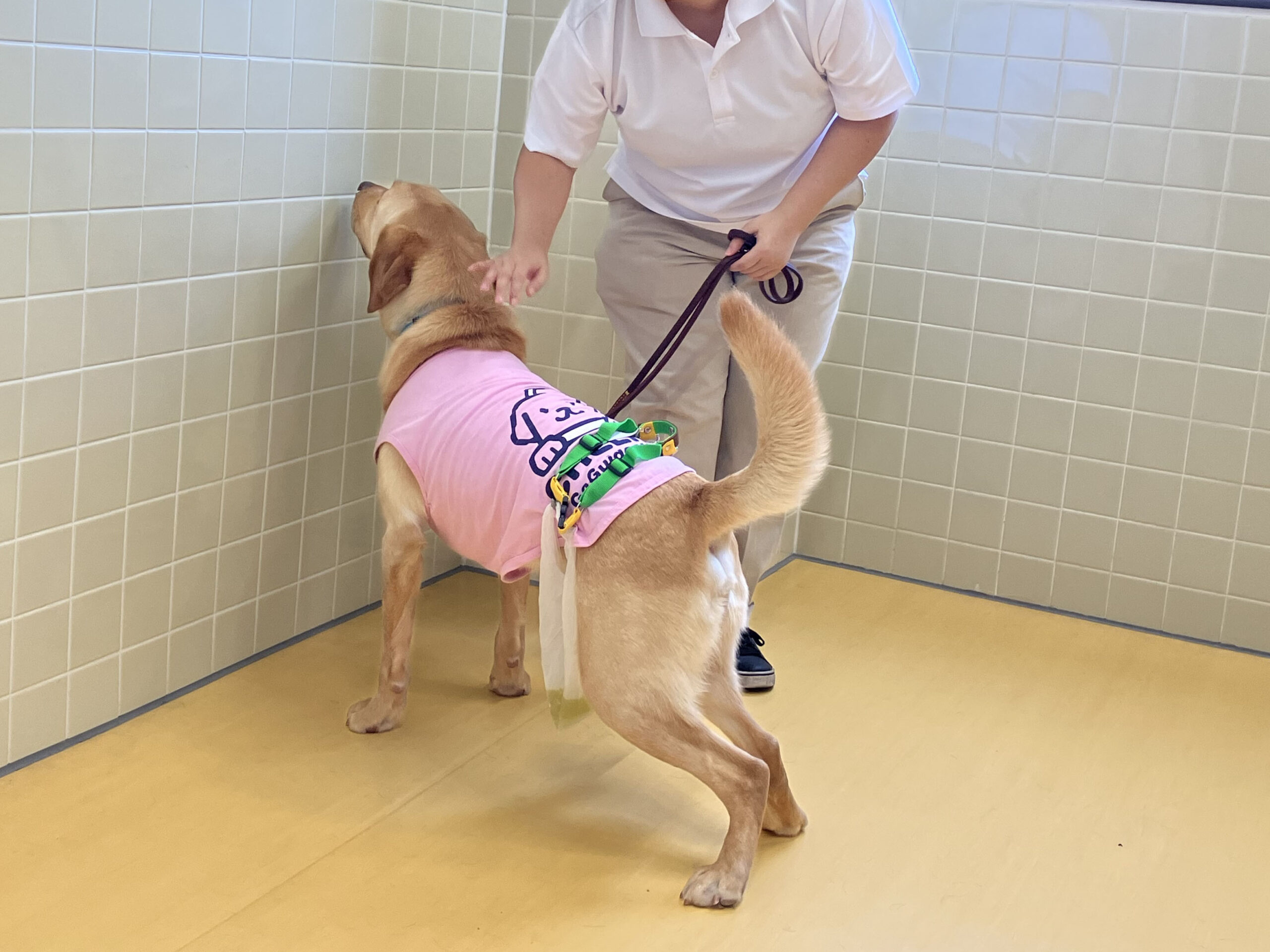 盲導犬が排泄をしている様子。腰に専用のベルトを着け、ベルトの先にビニールがついている。盲導犬は腰を少しかがめて排泄のポーズを取っている。リードを持つ人が、犬に手を差し出しほめている。