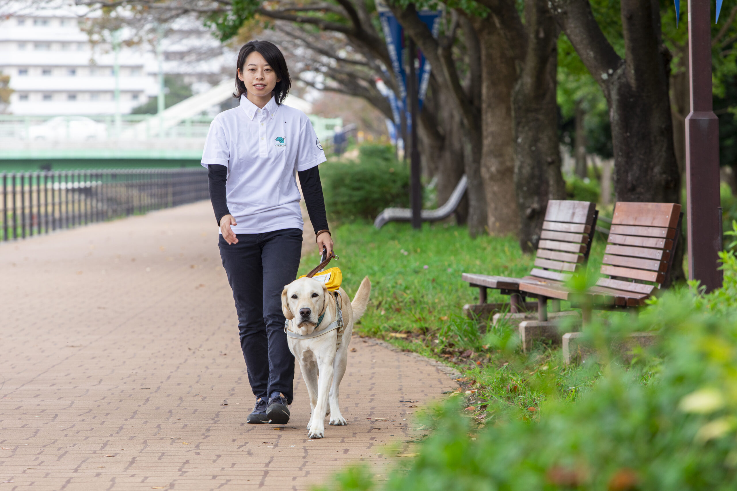 訓練士と訓練犬が街を歩く様子。カメラに向かって歩いている。レンガが敷かれた道で、右側はベンチや緑が広がっている。