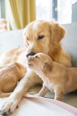 ゴールデンレトリーバーの親子。子犬は2頭。母犬は穏やかな表情で伏せ、子犬を見守っている。手前の子犬は前足を延ばして立ち上がろうとしている。奥の子犬は母犬のお腹に顔をうずめている。日差しが差し込み、優しい日常を切り取ったようなワンシーン。