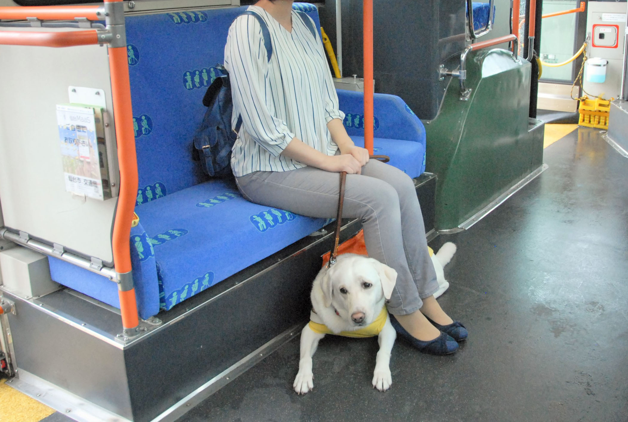 盲導犬ユーザーと盲導犬がバスに乗っている。ユーザーは優先席に座り、足と椅子の間に盲導犬が伏せている。