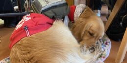 ユーザーの足元で、ゴールデンの盲導犬が丸くなってて眠っている。赤い服を着て、背中に黒いハーネスバッグとバーハンドルが見える。犬の下には花柄の敷物。