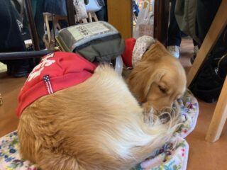 ユーザーの足元で、ゴールデンの盲導犬が丸くなってて眠っている。赤い服を着て、背中に黒いハーネスバッグとバーハンドルが見える。犬の下には花柄の敷物。