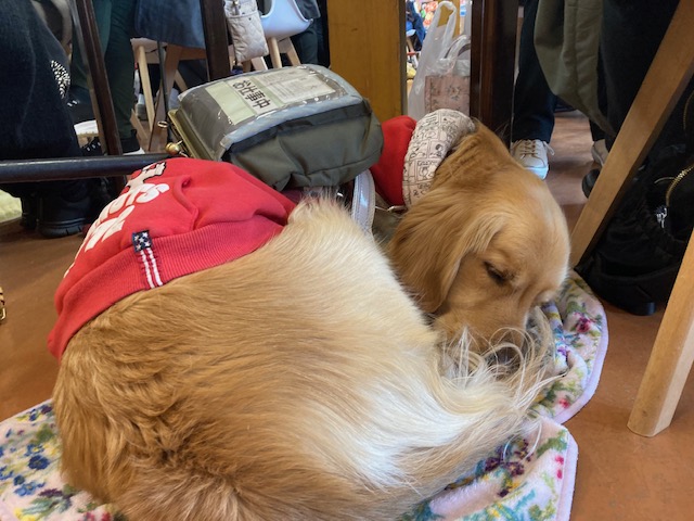 ユーザーの足元で、ゴールデンの盲導犬が丸くなってて眠っている。赤い服を着て、背中に黒いハーネスバッグとバーハンドルが見える。犬の下には花柄の敷物。